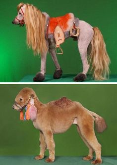 two pictures of a poodle with long hair and an orange scarf on it's back