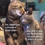 two cats sitting next to each other on top of a kitchen counter with the caption me supporting you through a tough time, can do anything i'm so proud of u