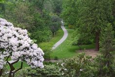 a winding path in the middle of a lush green park with white flowers on it