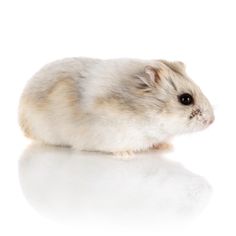 a small hamster on a white background