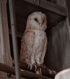 an owl sitting on top of a wooden shelf