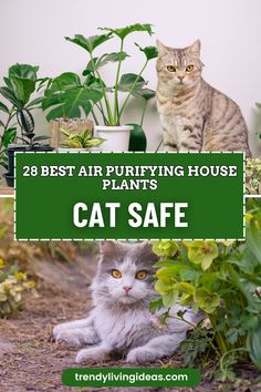 two cats sitting next to each other in front of house plants with the words 28 best air purifying house plants cat safe