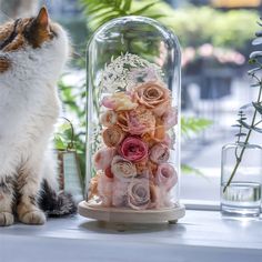 a cat sitting next to a glass dome with flowers inside