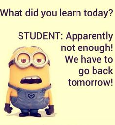 a minion with an expression that says, what did you learn today? student apparently not enough we have to go back tomorrow