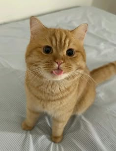 an orange tabby cat sitting on top of a bed with its tongue hanging out