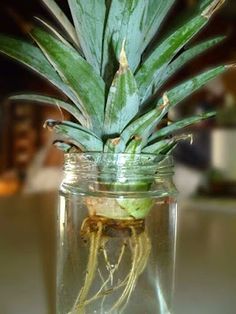 a pineapple in a glass jar with water on the bottom and roots attached to it