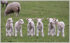 five lambs are standing in a field with one looking at the camera while another looks on