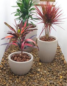 three potted plants sitting on top of gravel