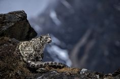 a snow leopard sitting on top of a mountain