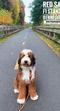 a brown and white dog sitting on the side of a road