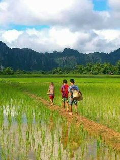 three children walking across a rice field with mountains in the background