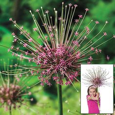 Schubertii Allium | Breck's Sparklers Fireworks, Allium Flowers, Light Purple Flowers, Sun Loving Plants, Fall Bulbs, Shade Perennials, Garden Bulbs, Spring Bulbs, Fall Plants