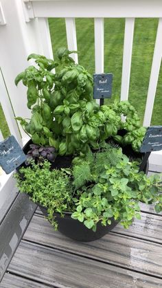 a potted plant sitting on top of a wooden deck next to a white fence