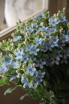 blue flowers are in a vase by the window