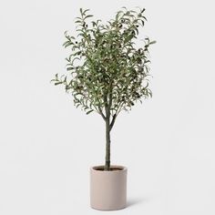 an olive tree in a pot on a white background