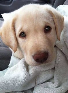 a puppy is wrapped in a blanket while sitting in the back seat of a car