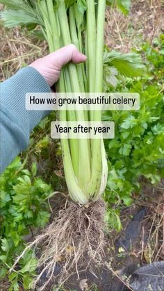 someone is holding up some celery in their hand with the words how we grow beautiful celery year after year