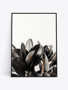 a black and white photo of leaves on a plant in front of a white background