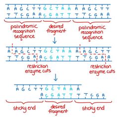 a diagram showing the different types of letters and numbers in each letter, including one that is