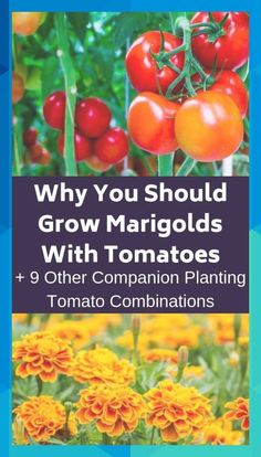 many different types of tomatoes and other plants with the title why you should grow marginals with