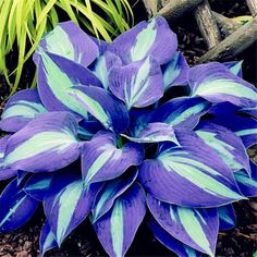 a purple and blue flower sitting in the middle of a garden next to some plants