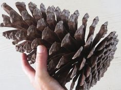 a hand holding a pine cone on top of a wooden table next to a white wall