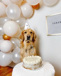 Haku the golden retriever celebrates turning three years old. Dog Birthday Party Ideas, Golden Birthday Themes, Golden Retriever Birthday, Rustic Birthday