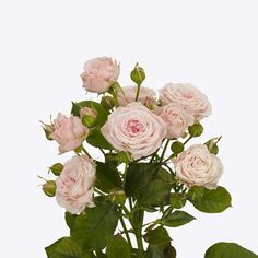 Spray Rose Aerobic - 10 Stem Bunch Miniature Roses, Color Light Pink, Pink Rose Bouquet, Rose Varieties, Light Pink Flowers, Pink Plant, Light Pink Rose, Baby Shower Flowers, Flower Spray