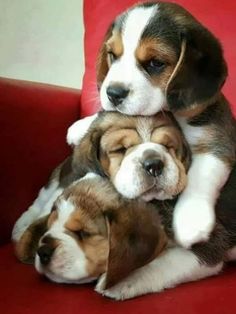 two puppies are playing with each other on a red couch in the living room