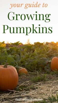 pumpkins growing in a field with text overlay that reads your guide to growing pumpkins