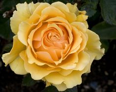 a yellow rose with green leaves in the background