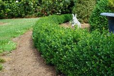 a white rabbit sitting in the middle of a garden path next to bushes and shrubbery