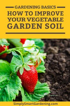 strawberries growing in the soil with text overlay that reads gardening basics how to improve your vegetable garden soil