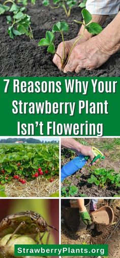 strawberry plants growing in the ground with text that reads 7 reasons why your strawberry plant isn't flowering