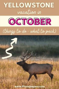 an image of a deer with the words yellowstone vacation in october things to do what to pack