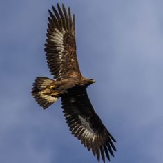 a large bird flying through the air with its wings spread out and it's head turned to the side