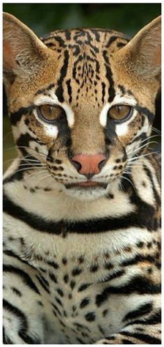 a close up of a cat with very large eyes and brown spots on it's face