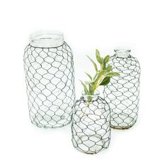 three glass vases with plants in them on a white background, one is empty