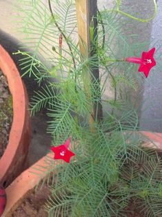 a plant with red flowers growing out of it's center in a flower pot