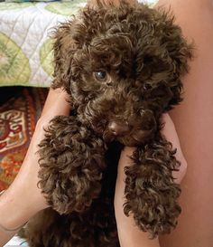 a person holding a brown dog in their arms