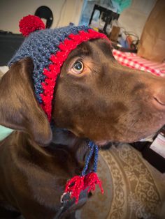 a brown dog wearing a red and blue knitted hat