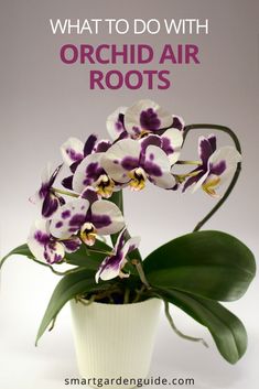 an orchid plant with purple and white flowers