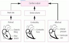 the diagram below shows how to draw an organ in order to understand its structure and function