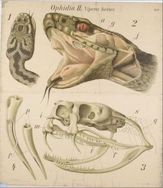 an image of different types of snakes and their skulls on display in a museum exhibit