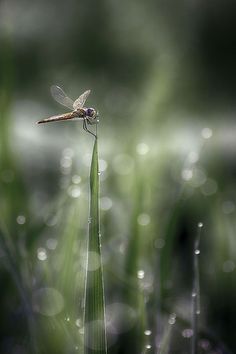 a dragonfly sitting on top of a blade of grass with drops of water around it