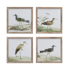 four framed pictures of birds on display in a wooden frame