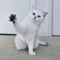 a white cat with blue eyes is standing on its hind legs and paws up in the air