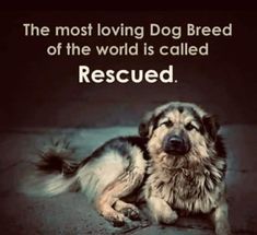 the most loving dog breed of the world is called rescued