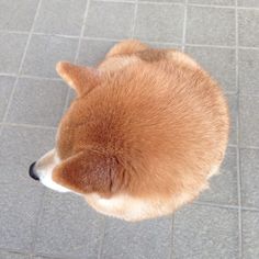 a brown and white dog sitting on top of a tile floor