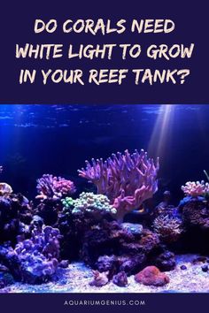 the words do corals need white light to grow in your reef tank? with an image